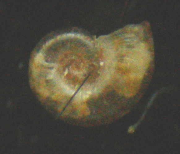 omalogyridae